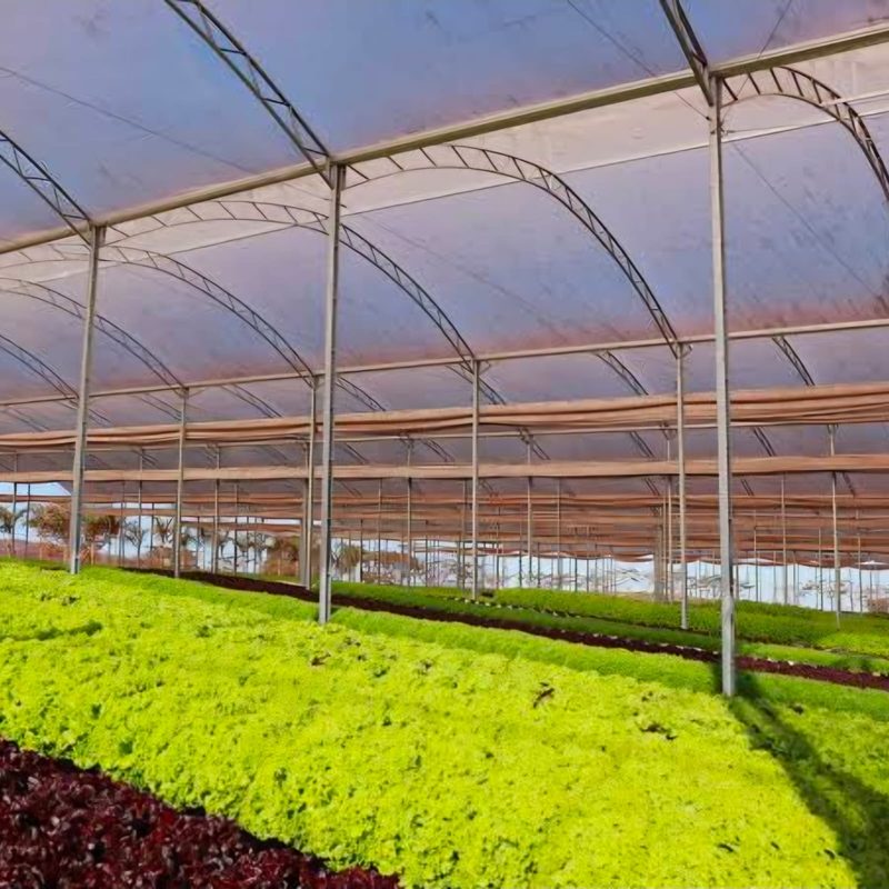 Cultivo protegido de hortaliças em estufa